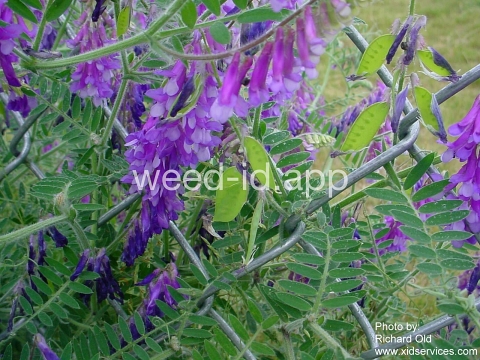 vetch, hairy
